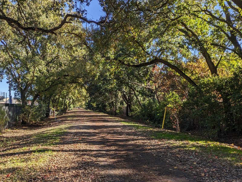 A dirt path on the Iron Horse Trail in Danville, running under a tunnel of oak trees.